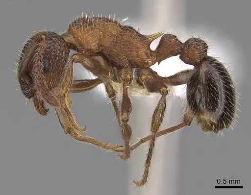 Myrmica striolagaster - CASENT0922765