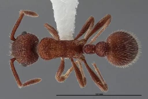 Myrmica striolagaster - FMNHINS0000062748