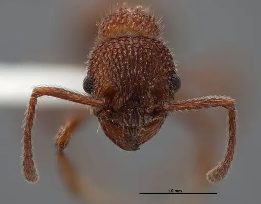 Myrmica striolagaster - FMNHINS0000062748