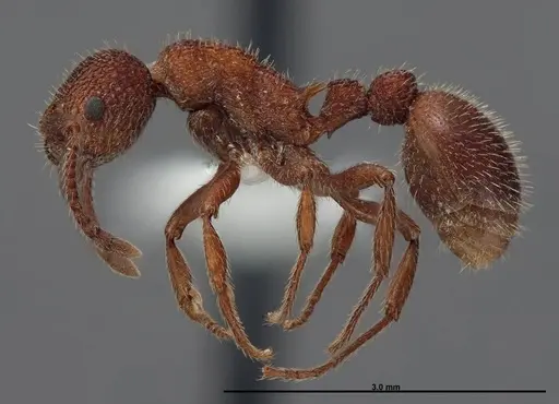 Myrmica striolagaster - FMNHINS0000062748
