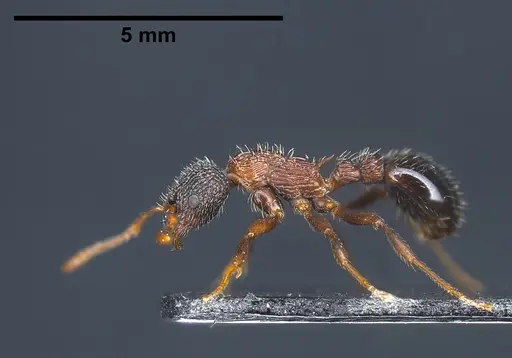 Myrmica sulcinodis specimen