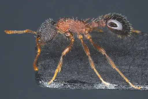 Myrmica sulcinodis specimen