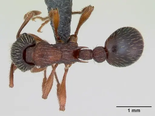 Myrmica sulcinodis - CASENT0172735