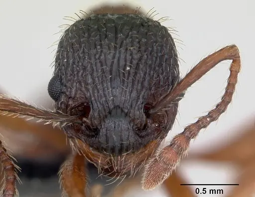Myrmica sulcinodis - CASENT0172735
