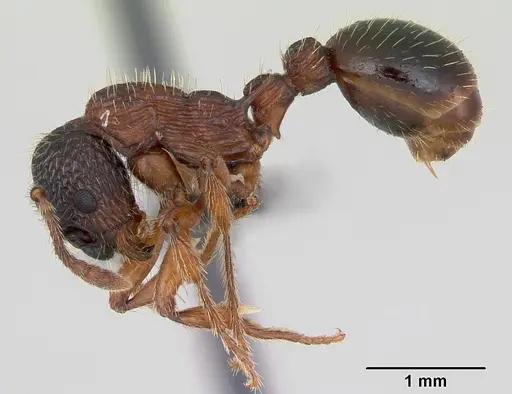 Myrmica sulcinodis - CASENT0172735