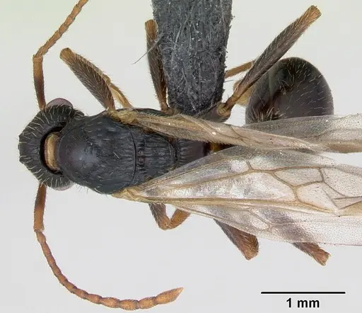 Myrmica sulcinodis - CASENT0172736
