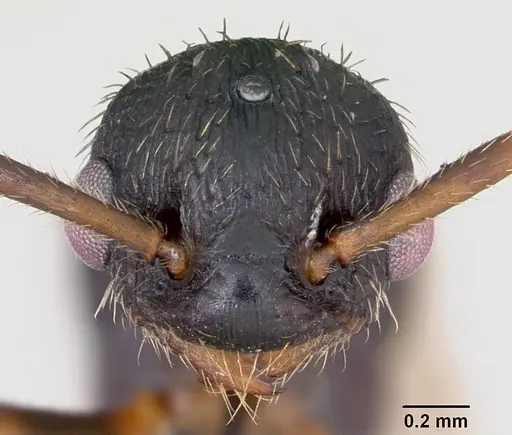 Myrmica sulcinodis - CASENT0172736