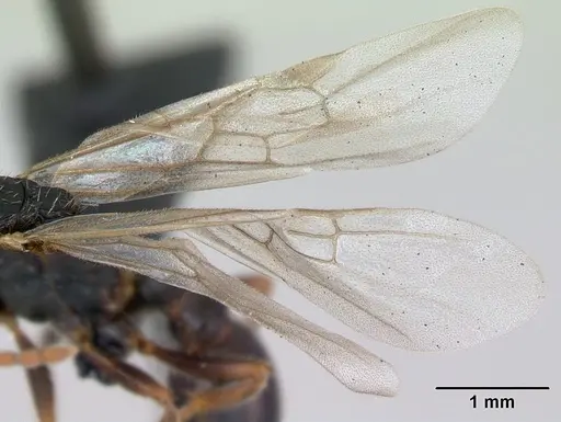 Myrmica sulcinodis - CASENT0172736