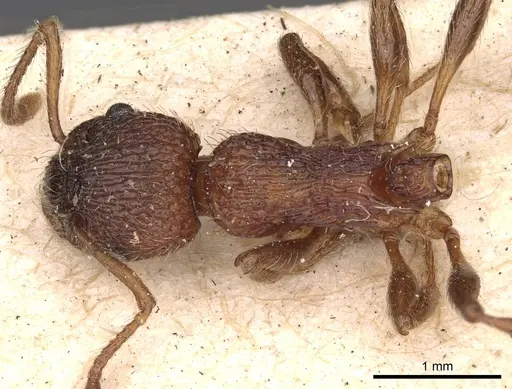 Myrmica sulcinodis - CASENT0900275