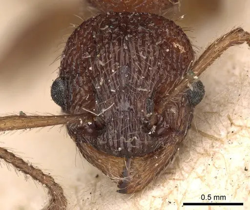 Myrmica sulcinodis - CASENT0900275