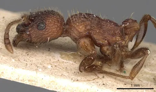 Myrmica sulcinodis - CASENT0900275