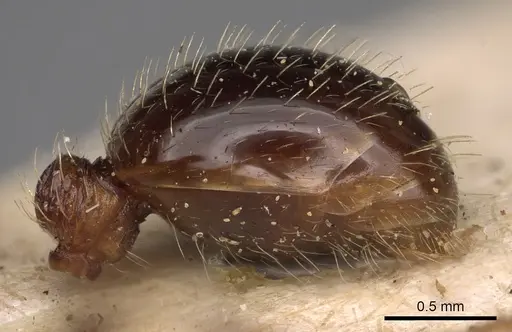 Myrmica sulcinodis - CASENT0900275