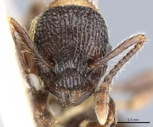 Myrmica sulcinodis - CASENT0904064
