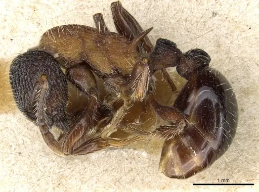 Myrmica sulcinodis - CASENT0904064