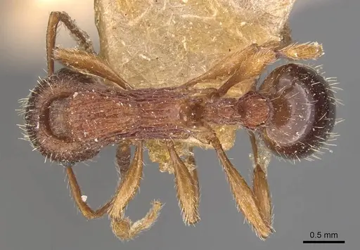 Myrmica sulcinodis - CASENT0907663