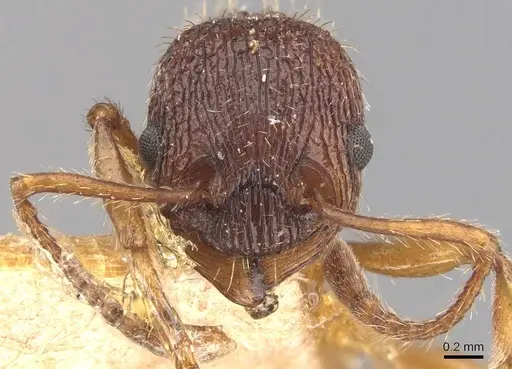 Myrmica sulcinodis - CASENT0907663