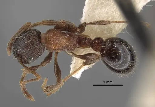Myrmica sulcinodis - CASENT0917678