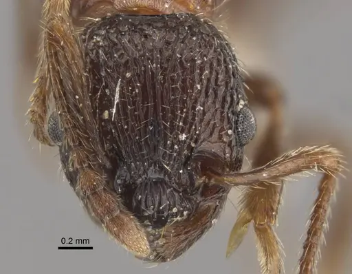 Myrmica sulcinodis - CASENT0917678