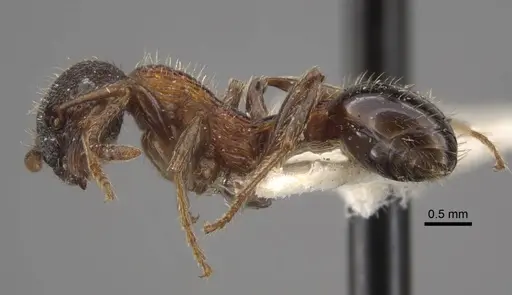 Myrmica sulcinodis - CASENT0917678