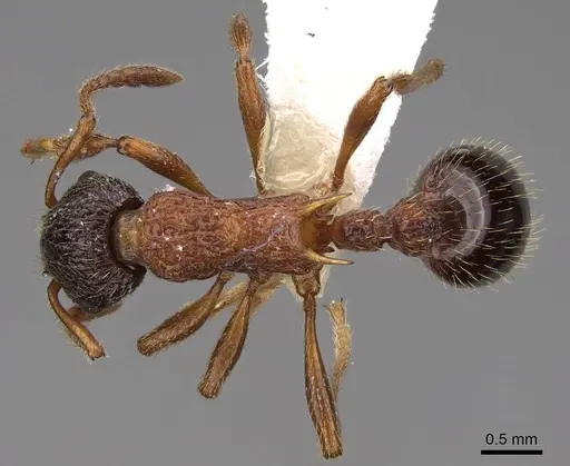 Myrmica sulcinodis - CASENT0922775