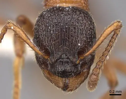 Myrmica sulcinodis - CASENT0922775