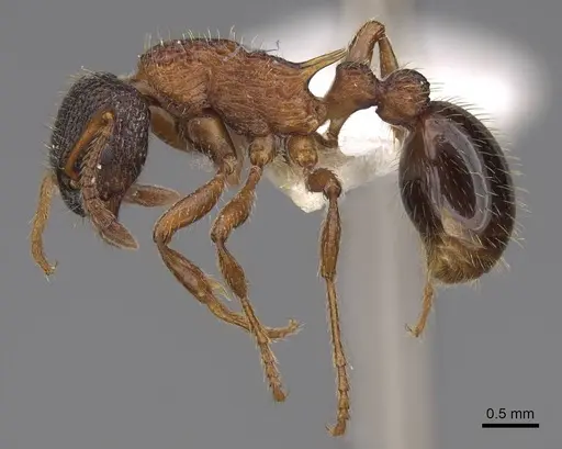Myrmica sulcinodis - CASENT0922775