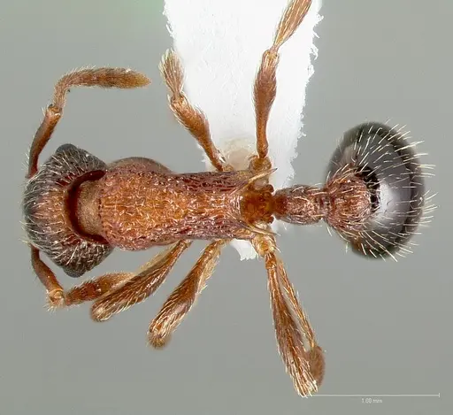 Myrmica tahoensis specimen