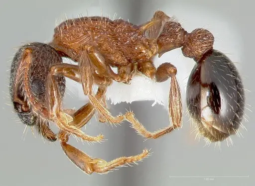 Myrmica tahoensis specimen