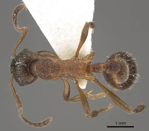 Myrmica taibaiensis specimen
