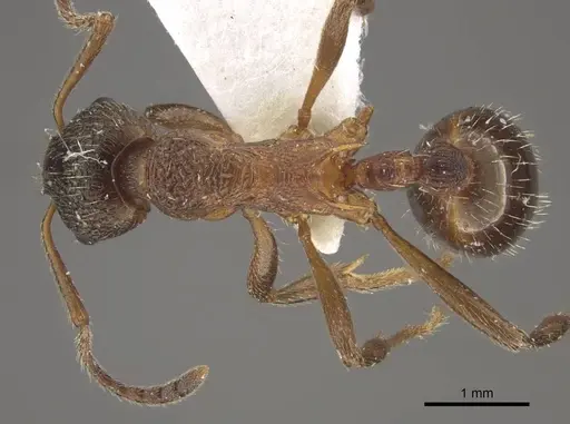 Myrmica taibaiensis specimen