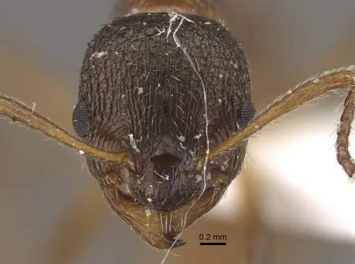 Myrmica taibaiensis specimen