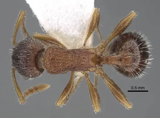 Myrmica tamarae specimen