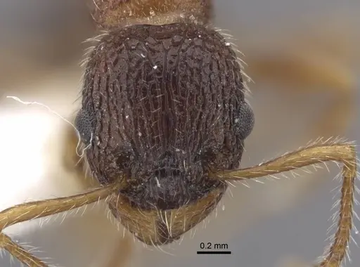 Myrmica tamarae specimen