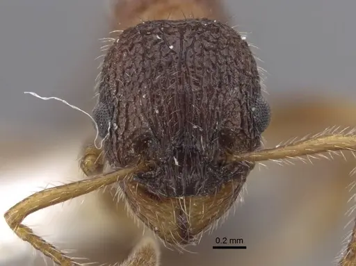 Myrmica tamarae specimen