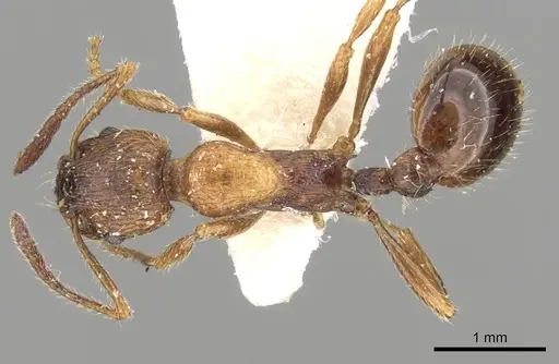 Myrmica tenuispina specimen