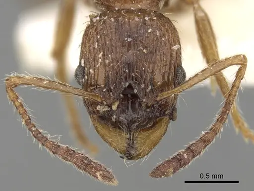 Myrmica tenuispina specimen