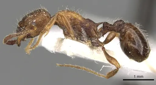 Myrmica tenuispina specimen