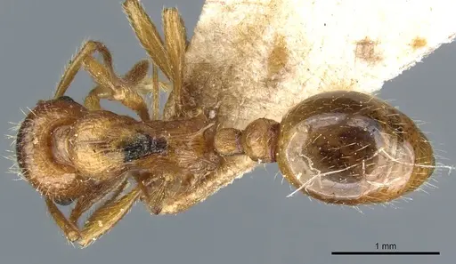 Myrmica tenuispina - CASENT0904062