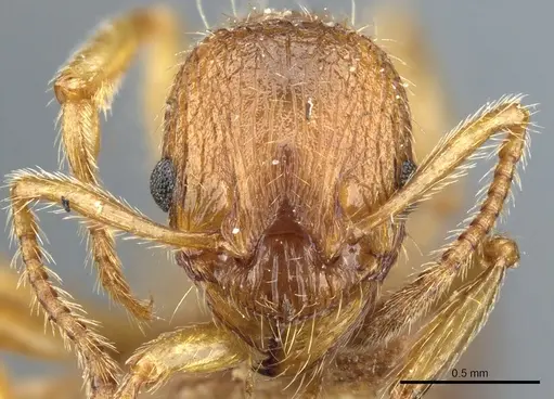 Myrmica tenuispina - CASENT0904062
