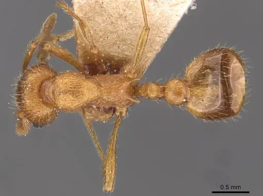 Myrmica tenuispina - CASENT0907646