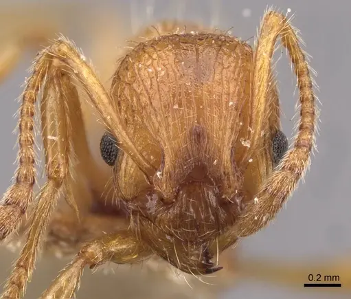 Myrmica tenuispina - CASENT0907646