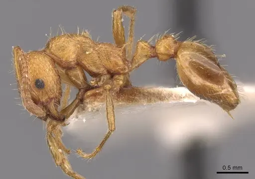 Myrmica tenuispina - CASENT0907646