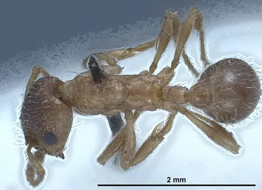 Myrmica tibetana specimen