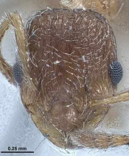 Myrmica tibetana specimen