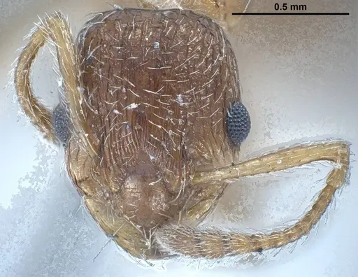 Myrmica tibetana - ANTWEB1008460