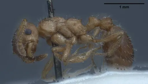 Myrmica tibetana - ANTWEB1008460