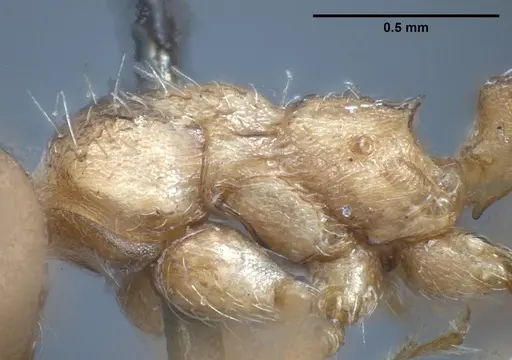 Myrmica tibetana - ANTWEB1008460