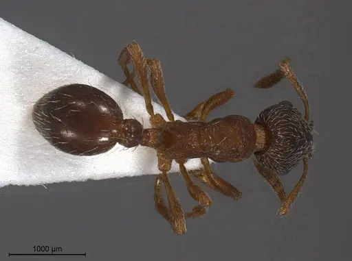 Myrmica tibetana - ANTWEB1008461