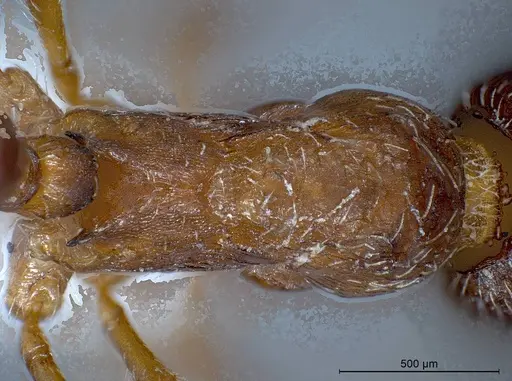 Myrmica tibetana - ANTWEB1008461