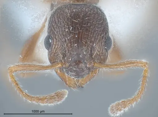 Myrmica tibetana - ANTWEB1008461